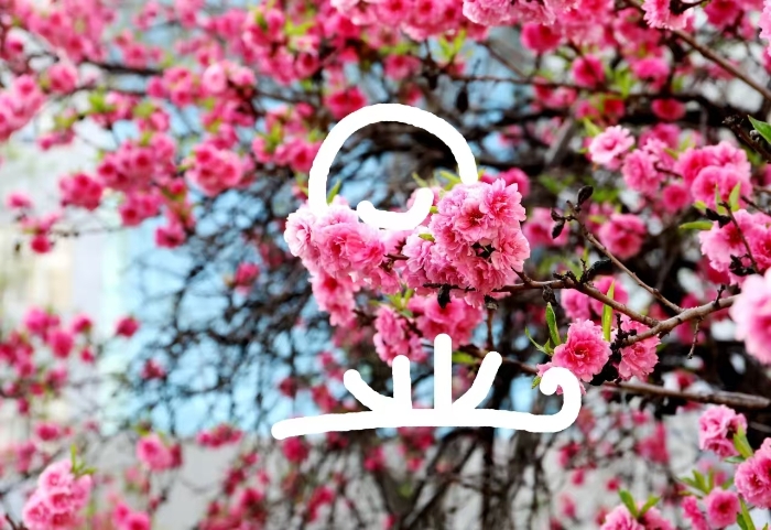 春光4