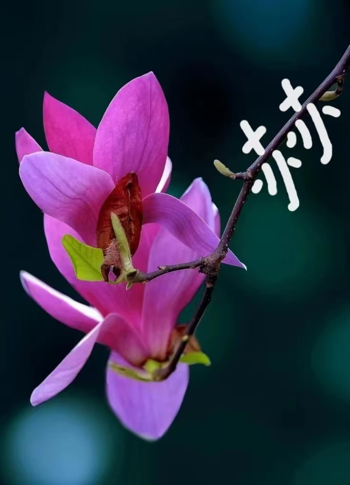 春光5