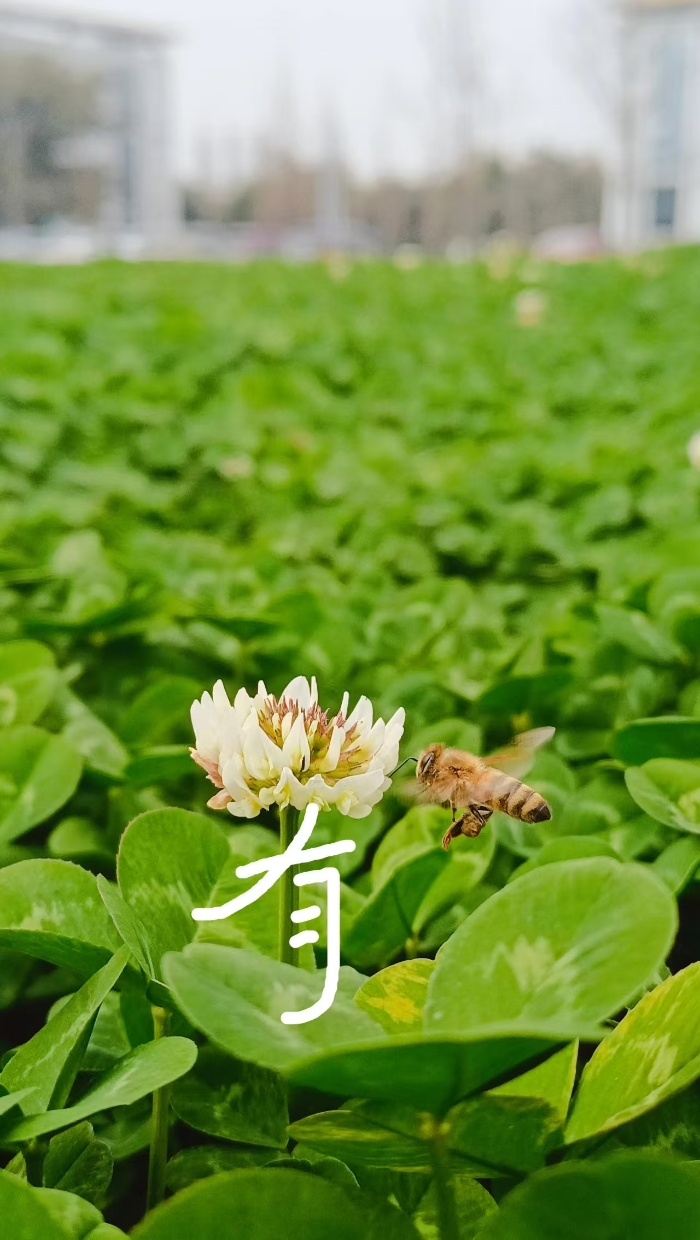 春光6