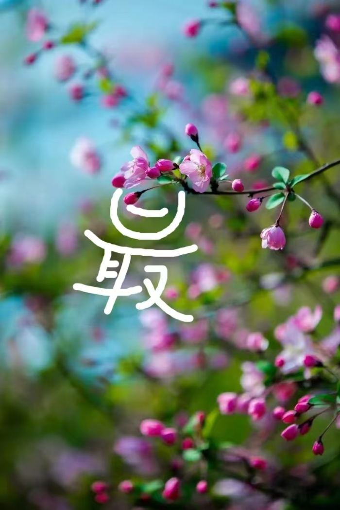 春光8