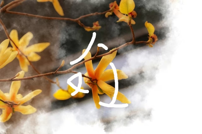 春光9
